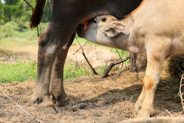 Ферма по разведению буйволов, Утхайтхани, Таиланд (3)
